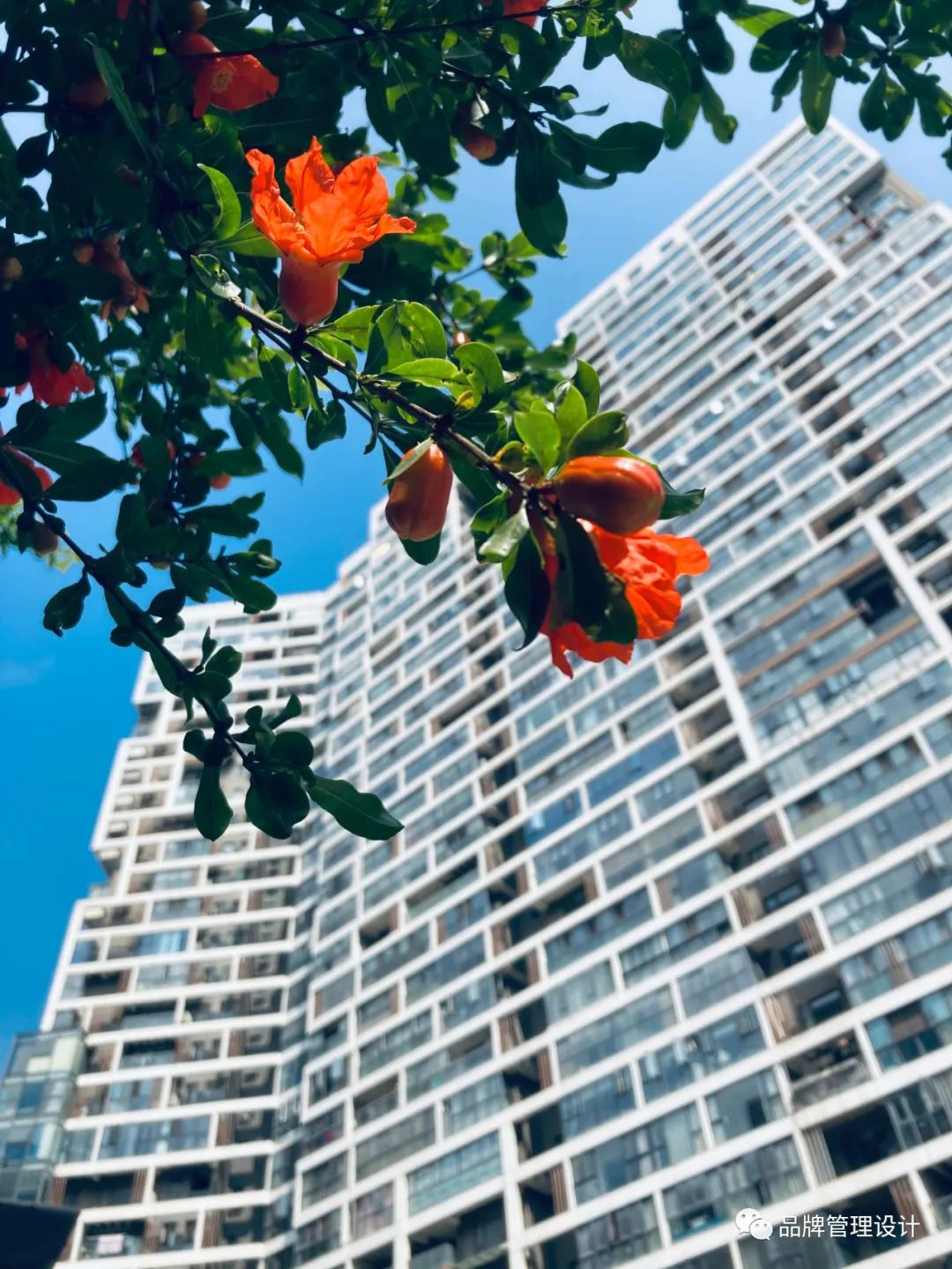 1685418080639350.jpg 3.jpg